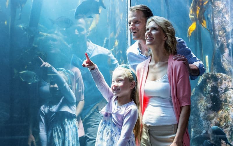 Billet Billets d'admission générale à l'Aquarium de Cairns avec visite de l'hôpital des tortues