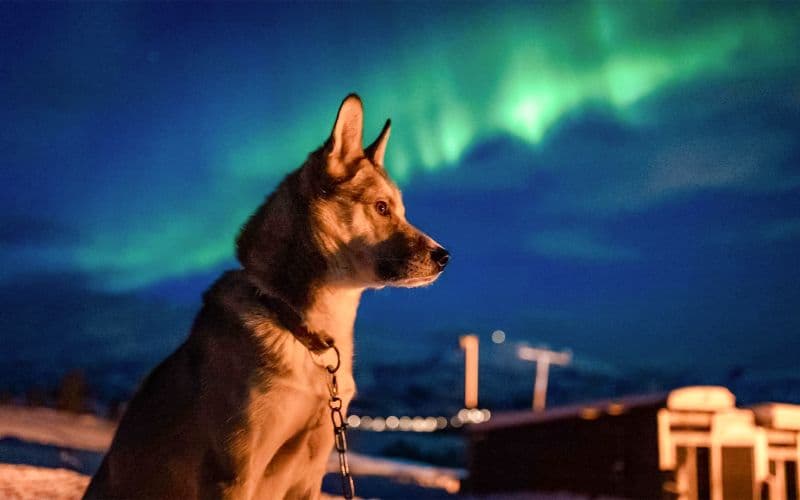 Billet Tromso : Observation des aurores boréales et des huskys avec dîner traditionnel