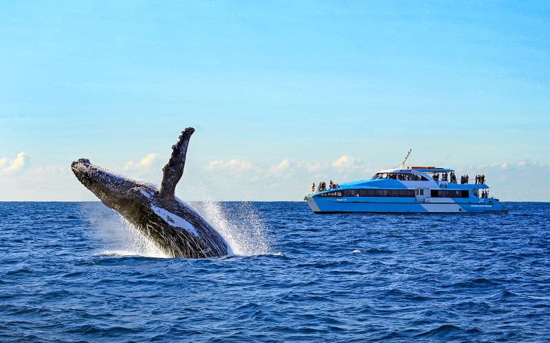 Croisière d'observation des baleines dans le port de Sydney par le capitaine Cook