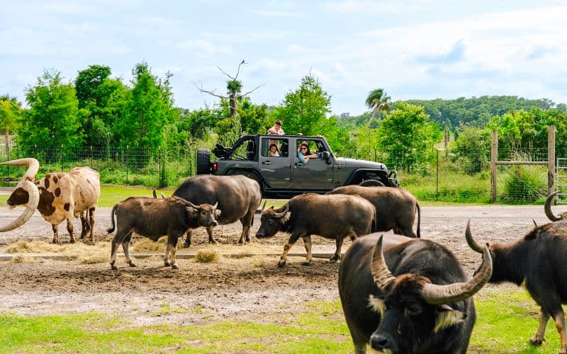 Billet Orlando : Wild Florida Drive-Thru Safari Park