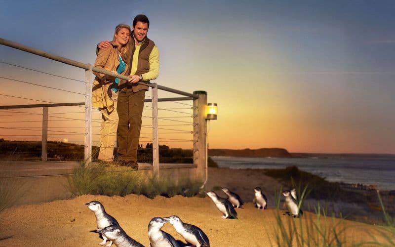 Billet À partir de Melbourne : Parade des pingouins Phillip Island visite guidée l'après-midi