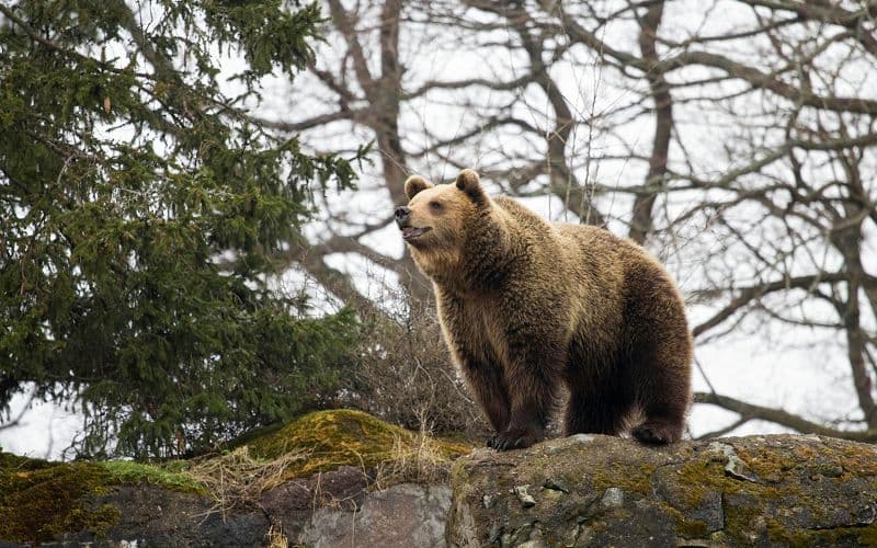 Billets pour le musée en plein air de Skansen
