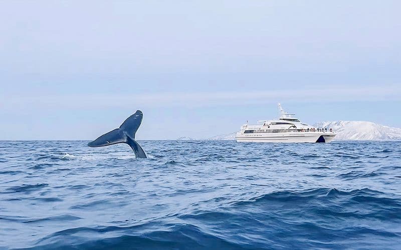 Billet Depuis Tromsø : Visite d'observation des baleines sur un catamaran à moteur