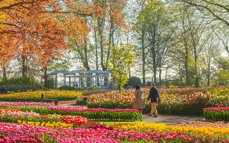 Billet Depuis Amsterdam : Visite guidée de Keukenhof avec transferts aller-retour