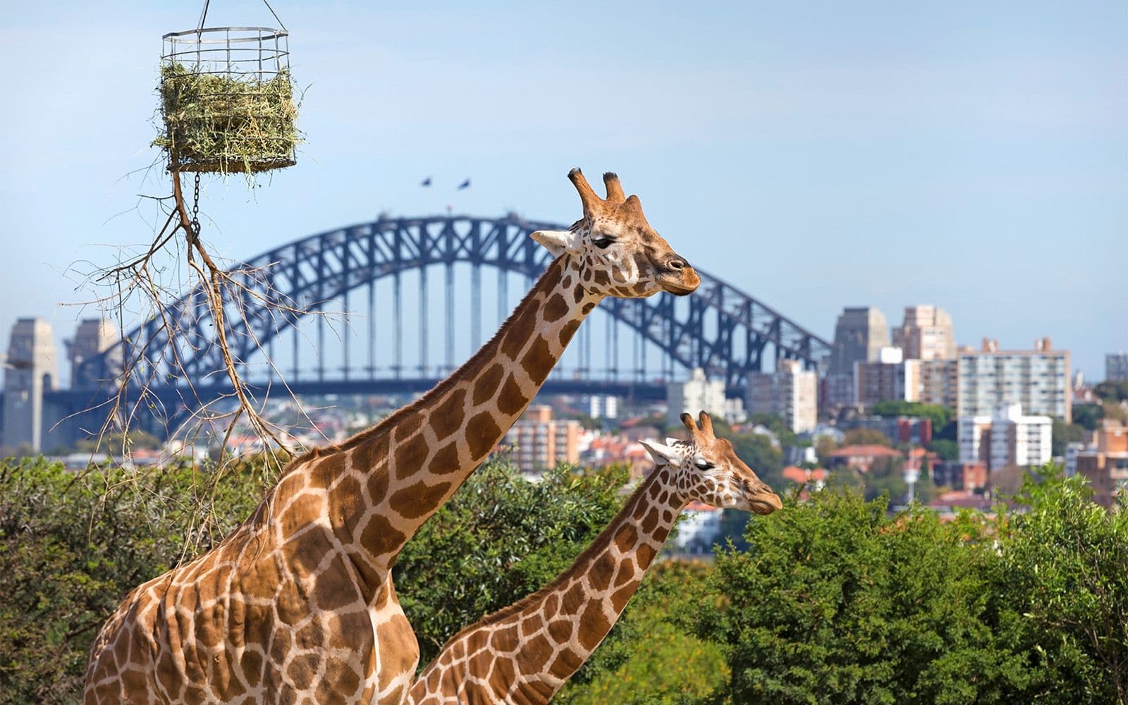 Billets pour le zoo de Taronga