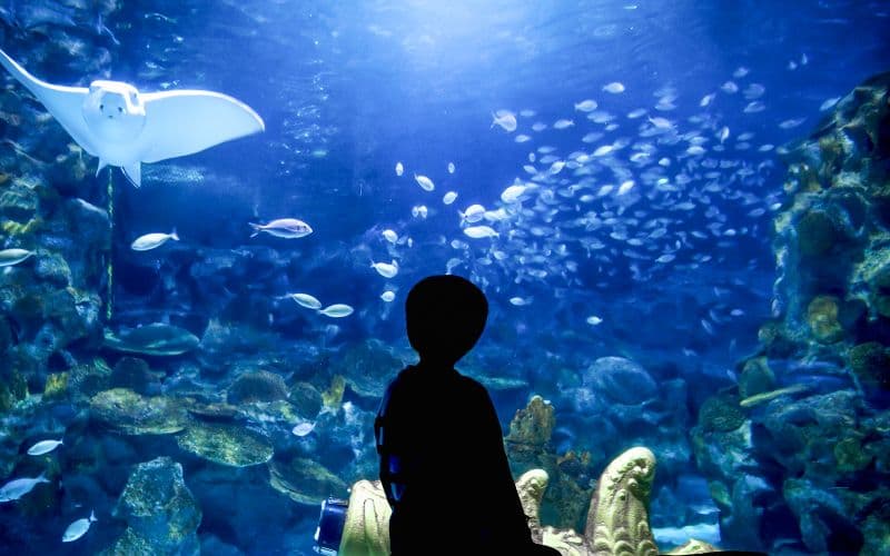 Billet Billets pour l'Aquarium d'Istanbul avec transferts en bus depuis Taksim et Sultanahmet