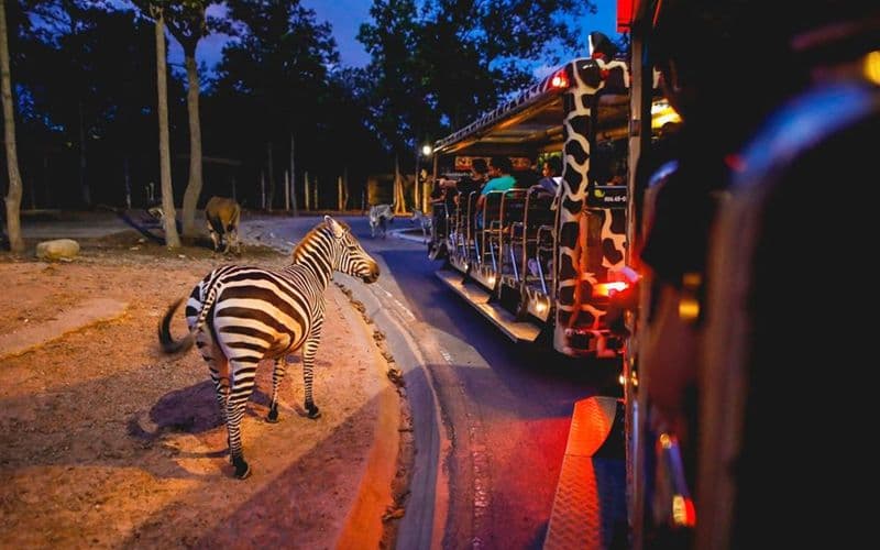 Billets pour le safari nocturne de Chiang Mai : Résidents non thaïlandais