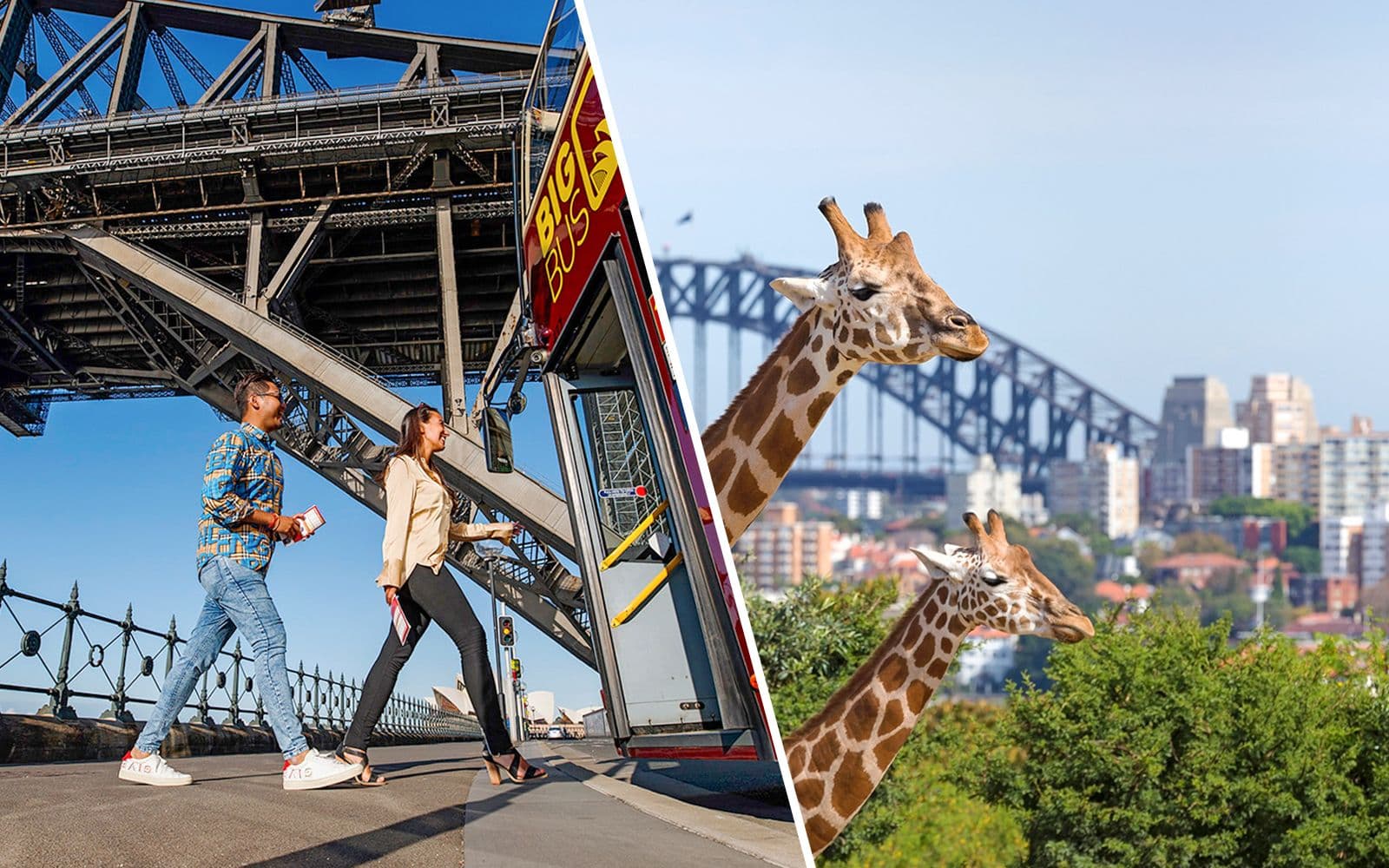 Combo : visite Hop-On Hop-Off de Sydney avec Big Bus et billets pour le zoo de Taronga