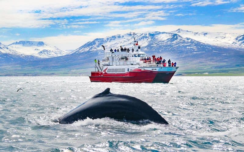 Billet À partir d'Akureyri : visites d'observation des baleines