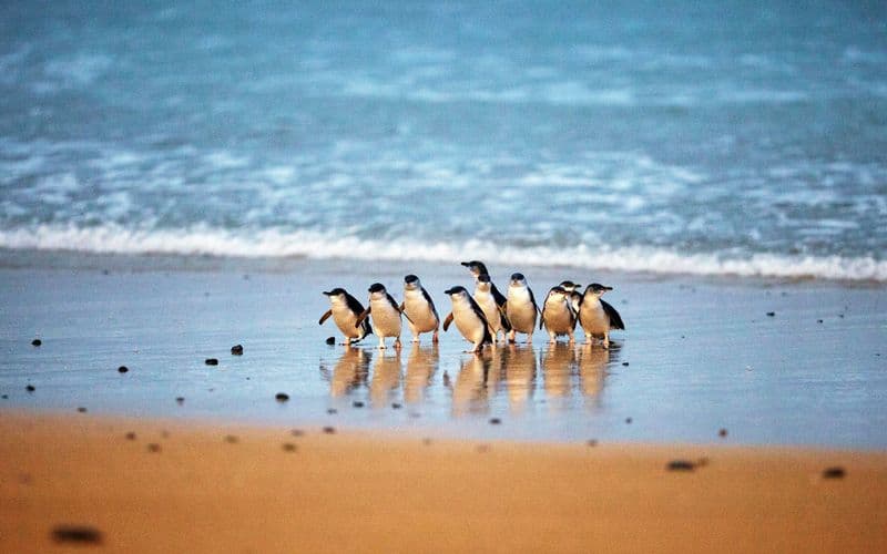 Billets pour la Parade des pingouins des Phillip Island Nature Parks