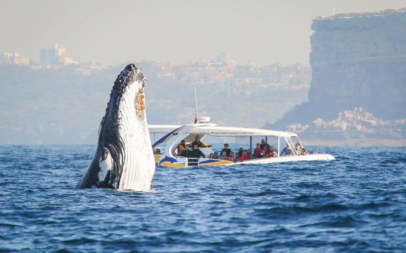 Croisière d'observation des baleines à Sydney avec pass de 2 jours pour le ferry Hop-On Hop-Off