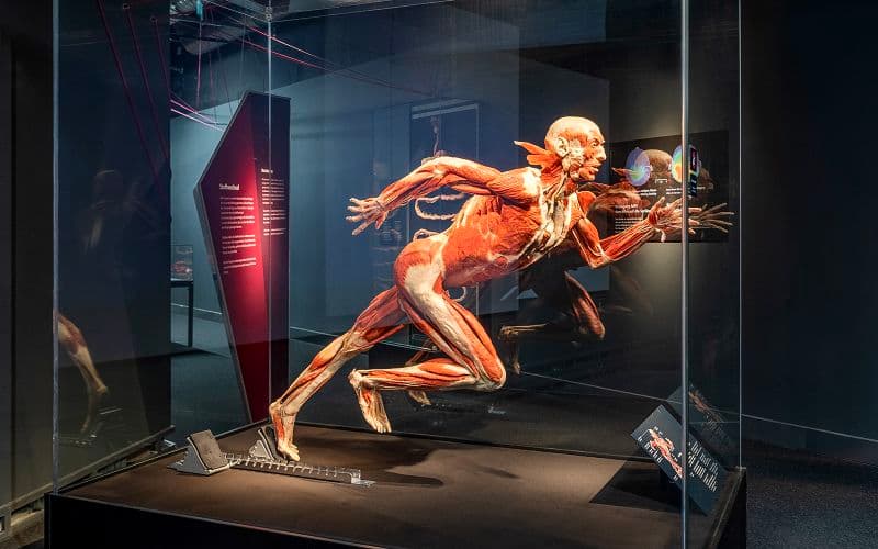 Billet Billets pour le musée BODY WORLDS de Berlin