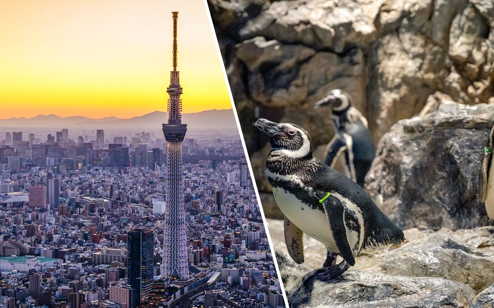 Combo : Billets TOKYO SKYTREE + Sumida Aquarium