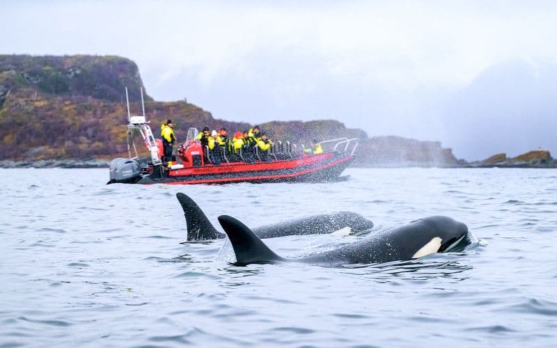 Billet Depuis Tromsø : Safari d'observation des baleines en bateau semi-rigide