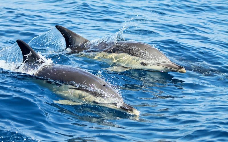 Billet Visite guidée en bateau avec observation des dauphins