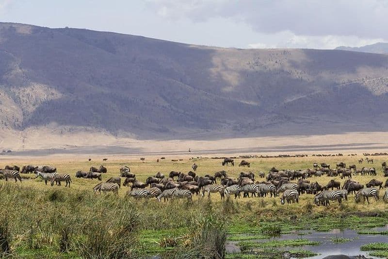 Billet Excursion au cratère du Ngorongoro depuis Arusha