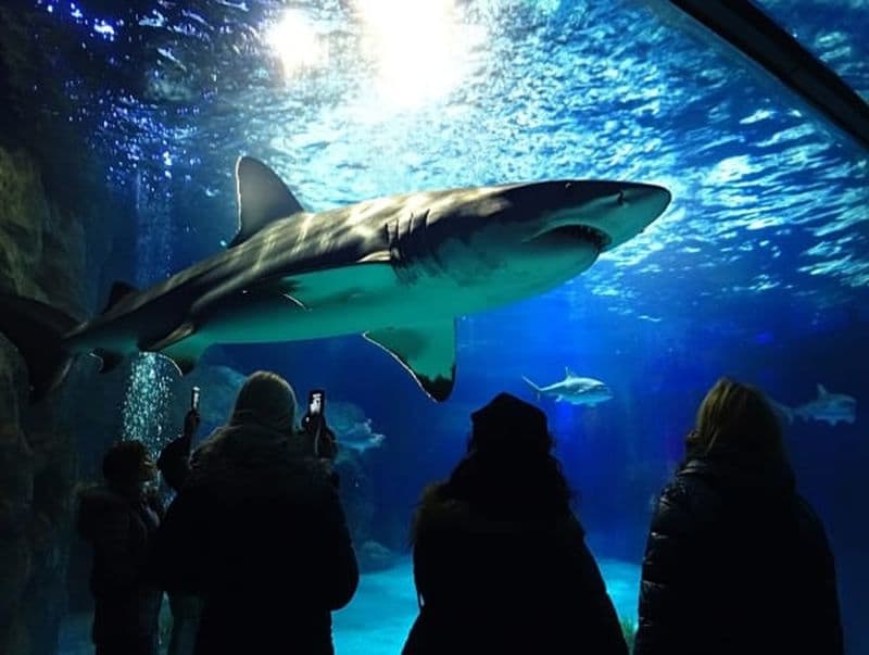 Billets pour l'Aquarium de Barcelone