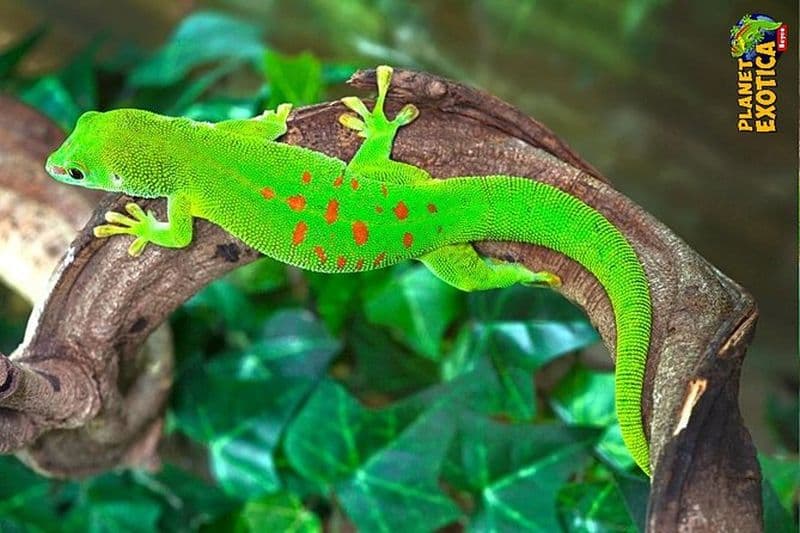 Billet Billets pour Planet Exotica à La Rochelle