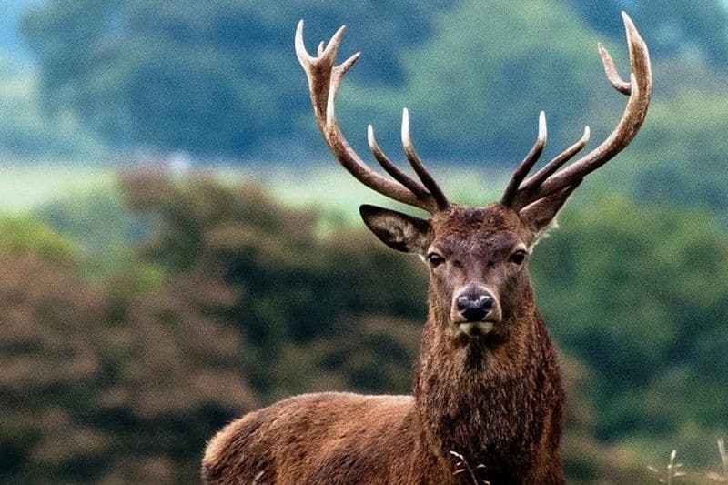 Safari d’observation des cerfs rouges dans le Connemara