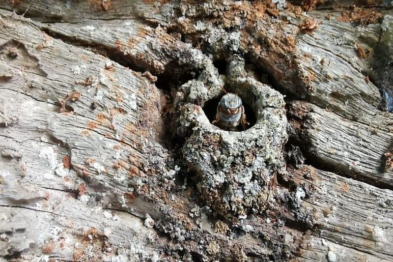 Billet Visite des abeilles mayas avec dégustation de miel à Valladolid