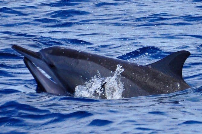 Croisière d'observation des dauphins à l'Île Maurice