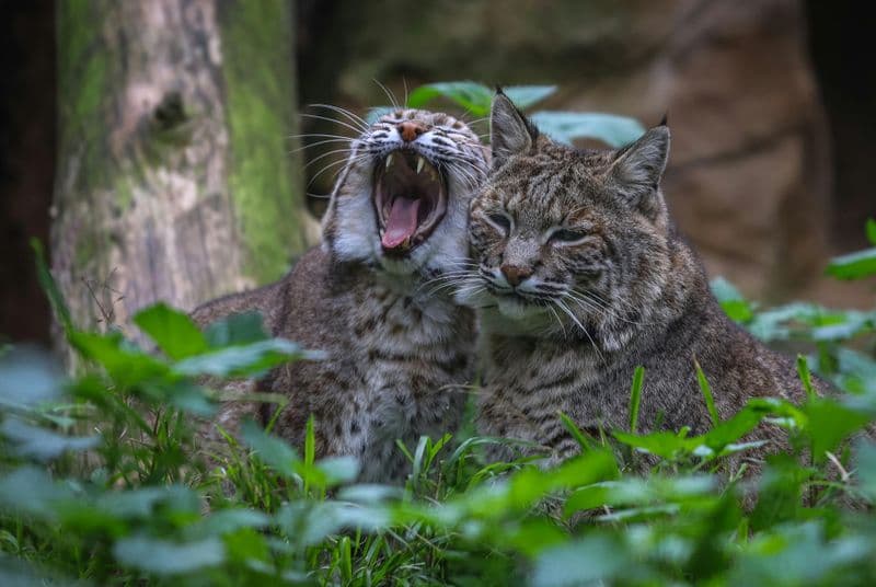 Billets pour le zoo de Lagos