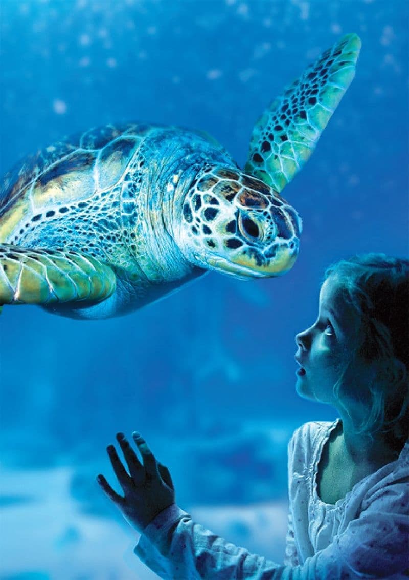 Billets pour Sea Life à Benalmádena