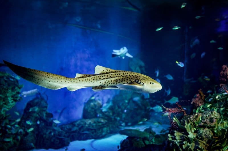 Billets pour le Marine Safari à Bali