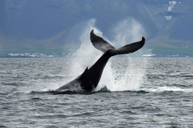 Billet Croisière d’observation des baleines à Reykjavik