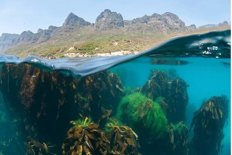 Snorkeling avec les otaries à Hout Bay à Le Cap