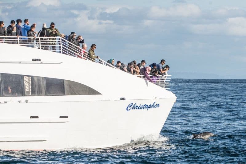 Billet Croisière d’observation des baleines et des dauphins à Long Beach