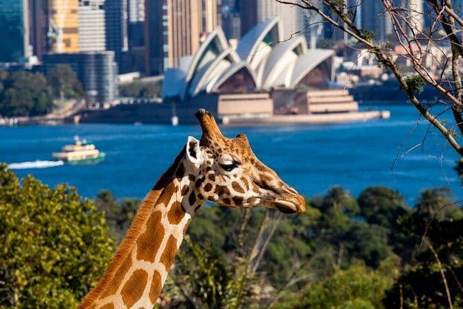 Billets pour le zoo de Taronga à Sydney