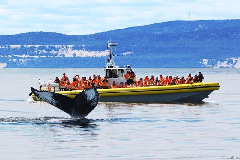 Croisière d'observation des baleines au Québec