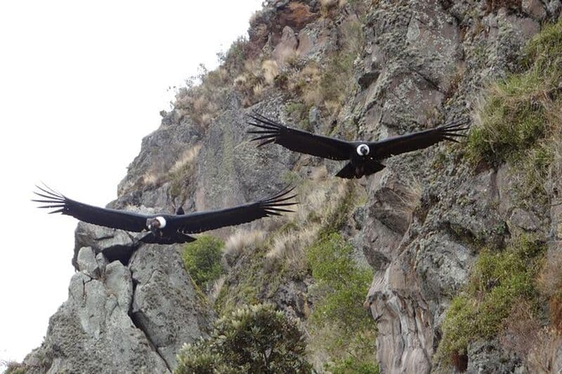 Billet Excursion à l'Antisana depuis Quito avec observation des condors