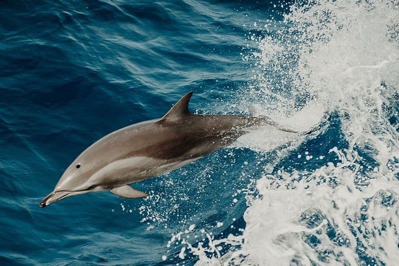 Croisière d'observation des dauphins à Saint-Raphaël