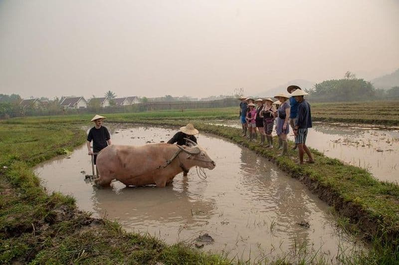 Excursion à une ferme de riz depuis Luang Prabang