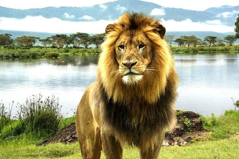 Billet Excursion de 4 jours à la Réserve Nationale du Masai Mara et au lac Nakuru depuis Nairobi