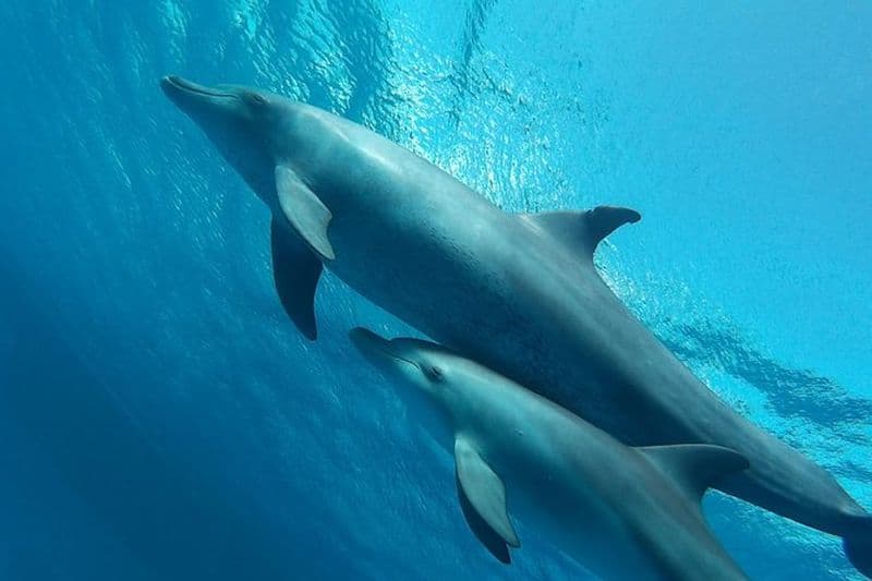 Billet Excursion en bateau avec activités aquatiques à Hurghada