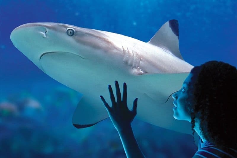 Billets pour Sea Life Benalmádena à Malaga