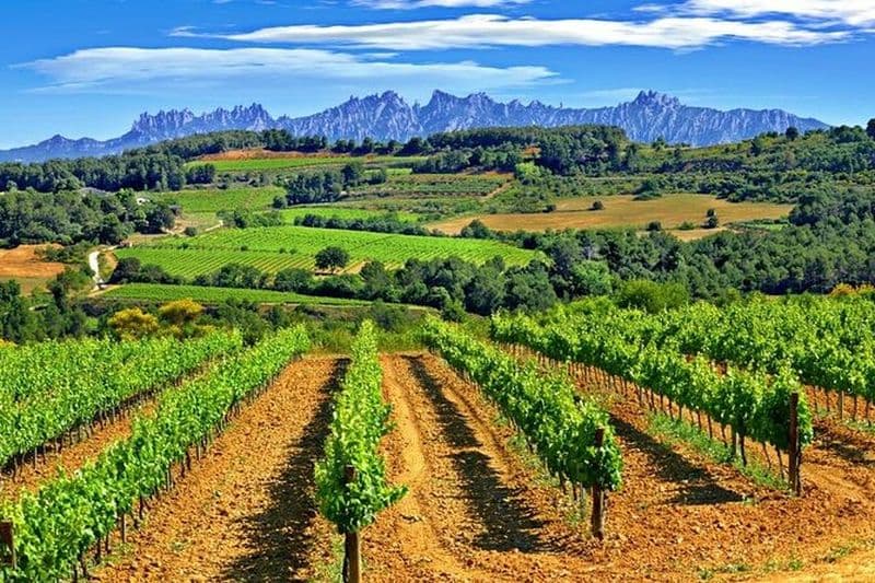 Excursion de randonnée et dégustation de vins dans le Penedès depuis Barcelone
