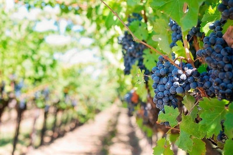 Billet Tour gastronomique et œnologique à Tenerife