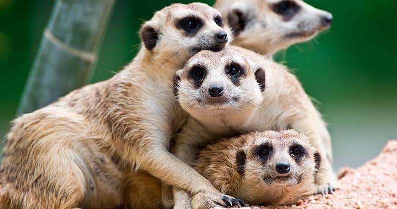 Billets pour Terra Natura Murcia