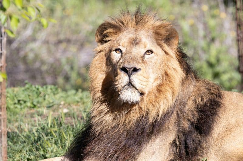 Billet Billets pour le Zoo Aquarium de Madrid