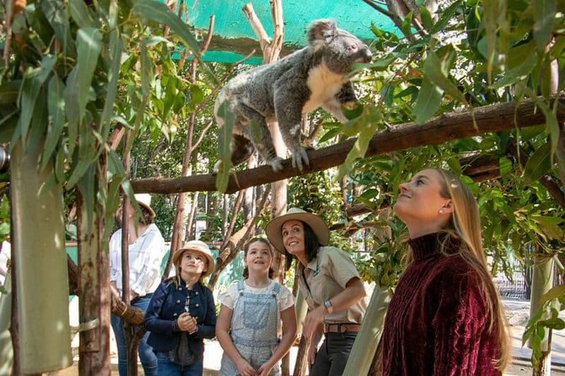 Billets pour le Currumbin Wildlife Sanctuary à Gold Coast