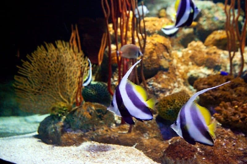 Billets pour Underwater World à Pattaya