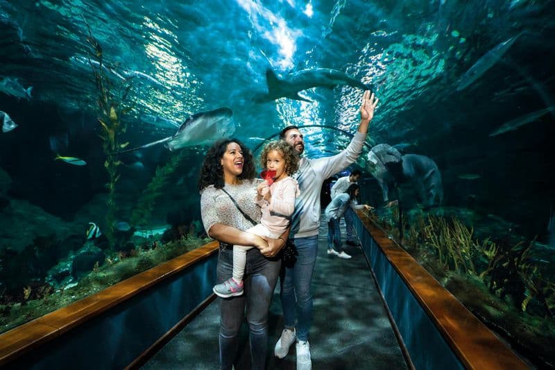 Billet Billets pour le Loro Parque à Tenerife