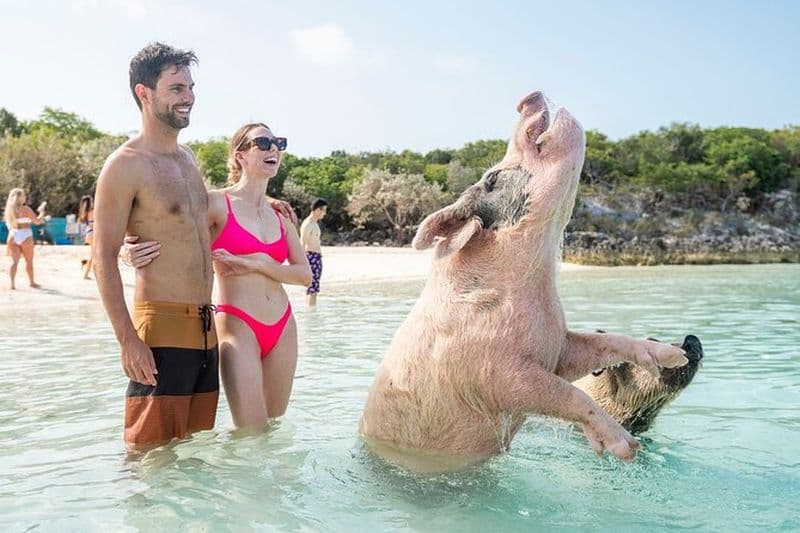 Excursion aux cochons nageurs et aux requins à Exuma depuis Nassau