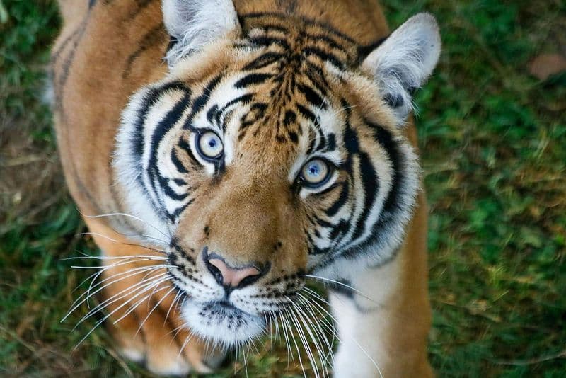 Billets pour la Réserve Safari de Lumigny