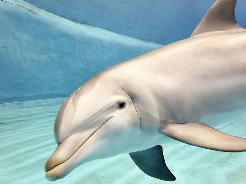 Billets pour l'Oceanogràfic et le Musée des Sciences de Valence