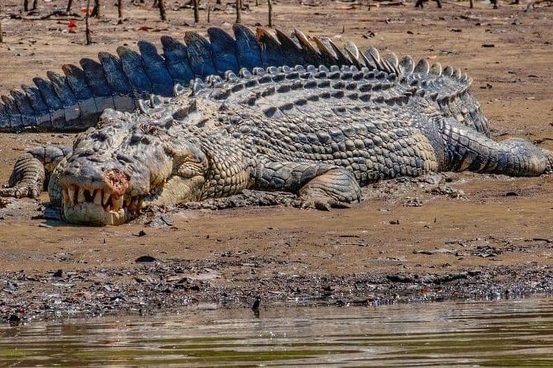 Croisière d'observation des crocodiles et de la faune sauvage sur la rivière Daintree à Port Douglas
